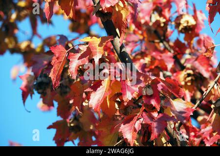 Amurahorn, Feuer-Ahorn, Acer ginnala, tűzvörös juhar, Budapest, Ungarn, Magyarország, Europa Stockfoto