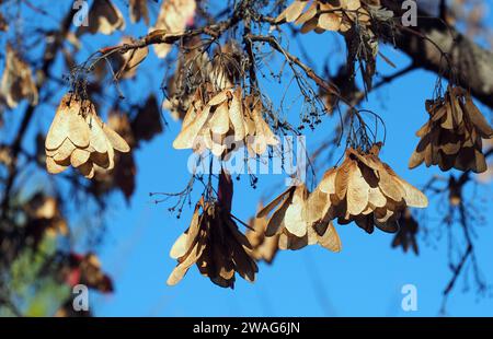 Amurahorn, Feuer-Ahorn, Acer ginnala, tűzvörös juhar, Budapest, Ungarn, Magyarország, Europa Stockfoto