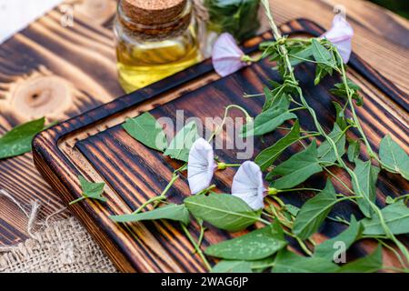 Bindweed Convolvulus arvensis oder Feldweed mit Blüten auf einem Schneidebrett zum Zeitpunkt der Zubereitung des Elixiers für alternative Arzneimittel oder Stockfoto