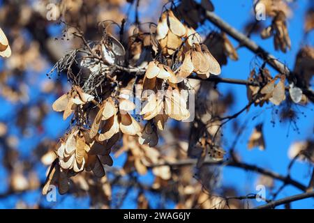 Amurahorn, Feuer-Ahorn, Acer ginnala, tűzvörös juhar, Budapest, Ungarn, Magyarország, Europa Stockfoto