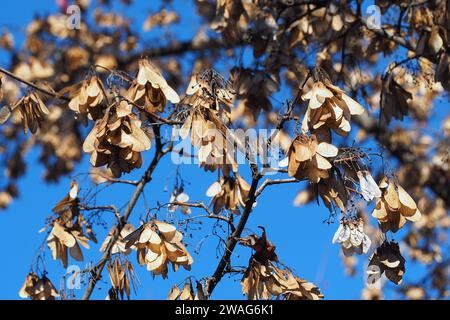 Amurahorn, Feuer-Ahorn, Acer ginnala, tűzvörös juhar, Budapest, Ungarn, Magyarország, Europa Stockfoto