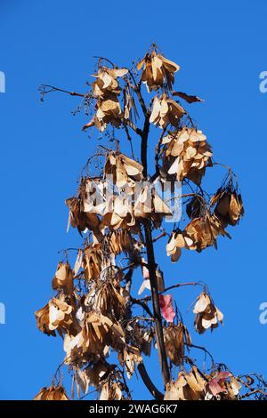 Amurahorn, Feuer-Ahorn, Acer ginnala, tűzvörös juhar, Budapest, Ungarn, Magyarország, Europa Stockfoto