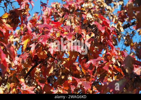 Amurahorn, Feuer-Ahorn, Acer ginnala, tűzvörös juhar, Budapest, Ungarn, Magyarország, Europa Stockfoto