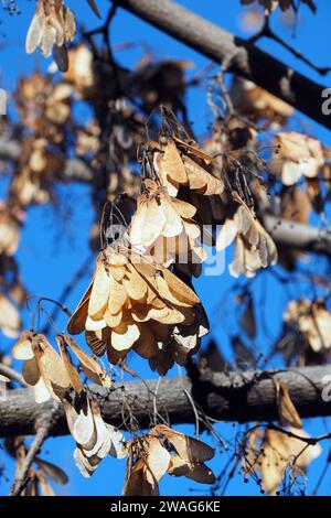 Amurahorn, Feuer-Ahorn, Acer ginnala, tűzvörös juhar, Budapest, Ungarn, Magyarország, Europa Stockfoto