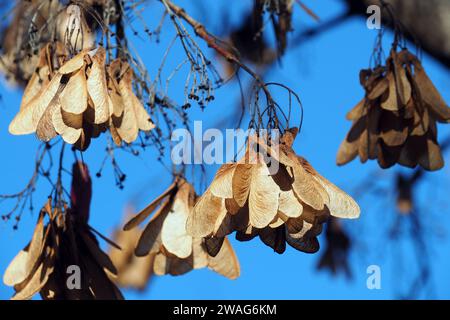 Amurahorn, Feuer-Ahorn, Acer ginnala, tűzvörös juhar, Budapest, Ungarn, Magyarország, Europa Stockfoto