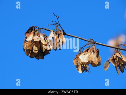 Amurahorn, Feuer-Ahorn, Acer ginnala, tűzvörös juhar, Budapest, Ungarn, Magyarország, Europa Stockfoto