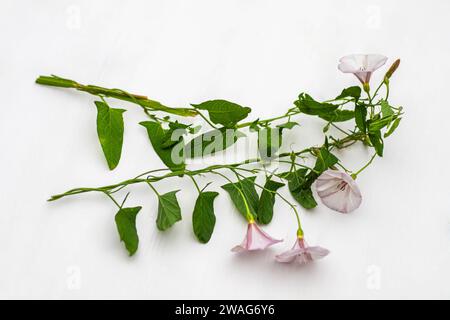 Convolvulus arvensis, oder Feldweed mit Blüten und grünen Blättern auf weißem Hintergrund während der Blütezeit Stockfoto