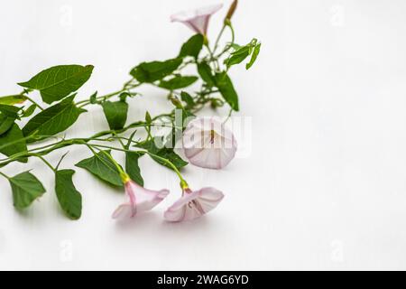 Convolvulus arvensis, oder Feldweed mit Blüten und grünen Blättern auf weißem Hintergrund während der Blütezeit Stockfoto