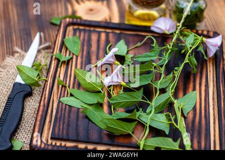 Frische Blumen Convolvulus arvensis, oder Feldweed auf einem Schneidebrett im Sommer während der Ernte von Heilkräutern. Stockfoto