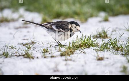 Rattenschwanz auf dem schneebedeckten Gras im Winter Stockfoto