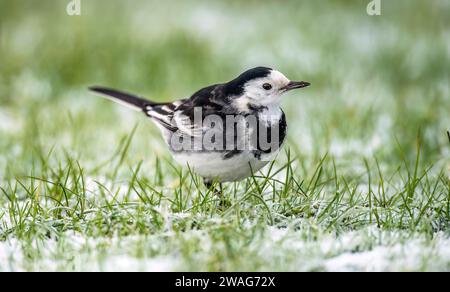 Rattenschwanz auf dem schneebedeckten Gras, Nahaufnahme, im Winter Stockfoto