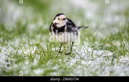 Rattenschwanz auf dem schneebedeckten Gras, Nahaufnahme, im Winter Stockfoto