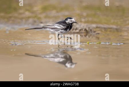 Rattenschwanz in einem Pool mit Wasser am Strand Stockfoto