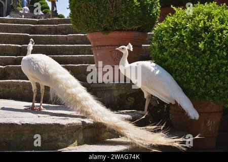 Weißer Pfau und Erbsen in den Gärten des Palazzo Borromeo auf der Isola Bella, einer der Borromäischen Inseln am Lago Maggiore. Stockfoto