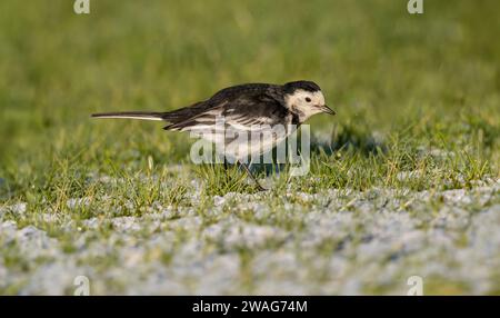 Rattenschwanz auf dem schneebedeckten Gras, Nahaufnahme, im Winter Stockfoto