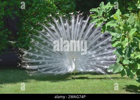 Der weiße Pfau zeigt seine Federn in den Gärten des Palazzo Borromeo auf der Isola Bella, einer der Borromäischen Inseln am Lago Maggiore. Stockfoto