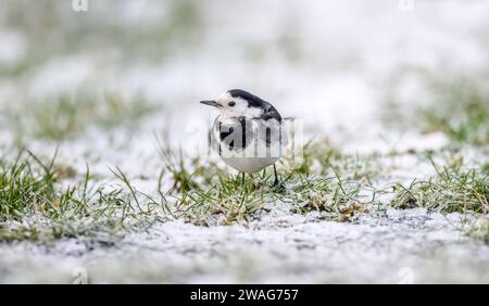 Rattenschwanz auf dem schneebedeckten Gras, Nahaufnahme, im Winter Stockfoto