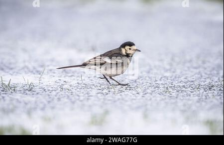 Rattenschwanz im Winter auf eisigem Boden, Nahaufnahme Stockfoto