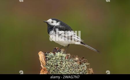 Pied wagtail, auf einer Flechte bedeckt Zweig in den Frühling gehockt Stockfoto