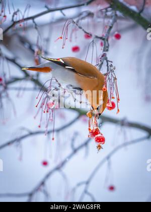 Ein Bohème-Wachsflügel kommt in großen Herden und befreit die Bäume von allen Beeren Stockfoto
