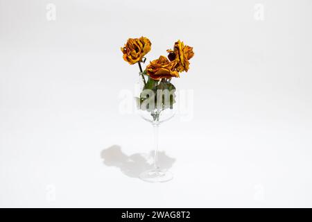Trockene Rosen stehen in einem Weinglas auf weißem Hintergrund in Nahaufnahme Stockfoto