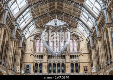 London, Großbritannien - 19. Mai 2023: Vorderansicht des Blauwal-Skeletts in der Haupthalle des Natural History Museum of London, Großbritannien Stockfoto