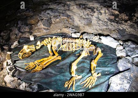 Die Meziad-Höhle. Höhlenbärenskelett in der Meziad-Höhle, eine der schönsten Höhlen in Rumänien Stockfoto