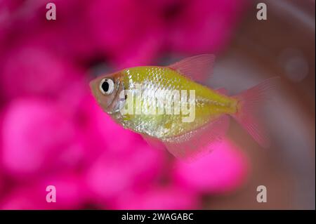 Gelber Fisch in Aquarienschüssel Makroaufnahme auf rosa Hintergrund Stockfoto