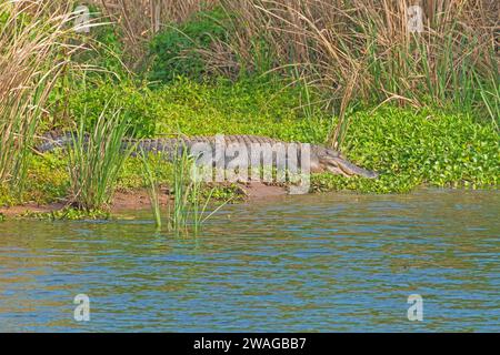 Ein amerikanischer Alligator, der an einer Marschküste im Brazos Bend State Park in Texas liegt Stockfoto