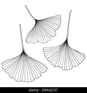 Ginkgo biloba Blätter, Vektor-botanische Illustration. Chinesische Ginkgobaumumrisse, Ausmalbuchseite. Stock Vektor