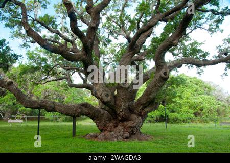 Goose Island Eiche, Goose Island State Park, Texas Stockfoto