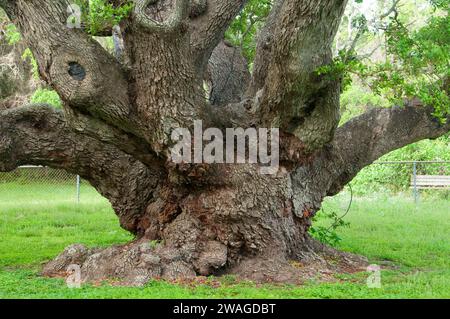 Goose Island Eiche, Goose Island State Park, Texas Stockfoto