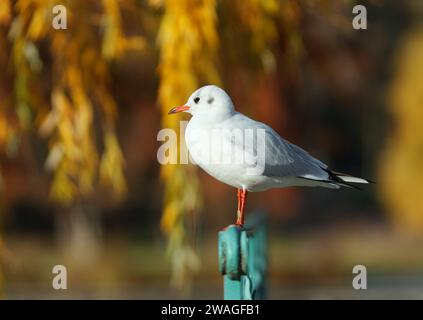 Schwarzkopfmöwe, Chroicocephalus ridibundus, sitzt auf dem Geländer im Prager Stromovka-Park, sonniger Herbsttag in Tschechien. Stockfoto