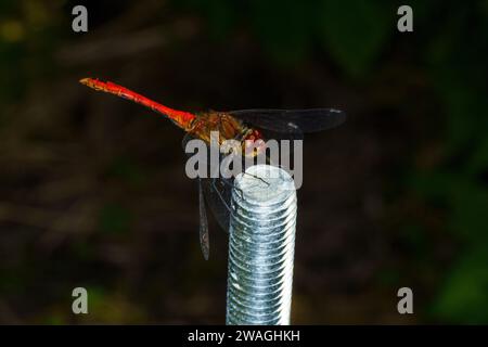 Sympetrum sanguineum Familie Libellulidae Gattung Sympetrum Ruddy Darter Libelle wilde Natur Insektentapete, Bild, Fotografie Stockfoto