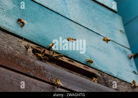 Bienengruppe in der Nähe eines Bienenstocks, im Flug. Holzbienenstock und Bienen. Bienen fliegen hinaus und fliegen in den runden Eingang eines Holzbienenstocks in einer Biene Stockfoto