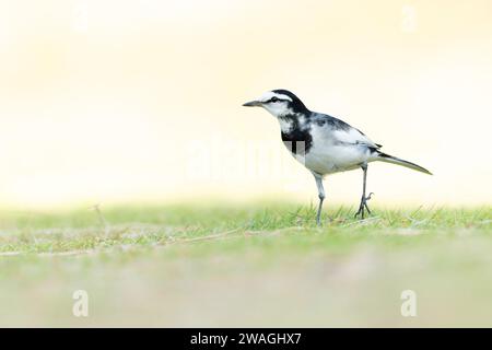 Schwarzrückenschwanz (Motacilla alba lugens) auf einer Wiese mit Hintergrundbeleuchtung. Stockfoto