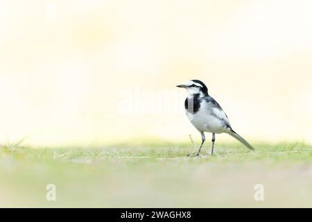 Schwarzrückenschwanz (Motacilla alba lugens) auf einer Wiese mit Hintergrundbeleuchtung. Stockfoto