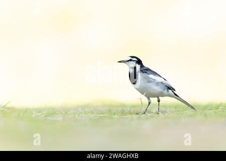 Schwarzrückenschwanz (Motacilla alba lugens) auf einer Wiese mit Hintergrundbeleuchtung. Stockfoto