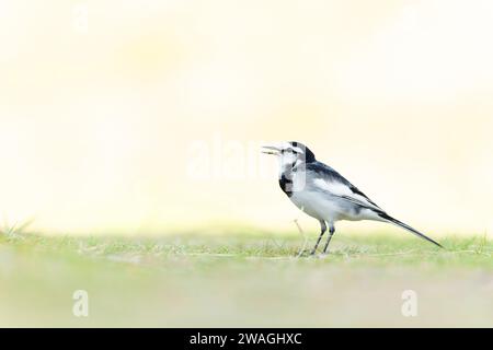 Schwarzrückenschwanz (Motacilla alba lugens) auf einer Wiese mit Hintergrundbeleuchtung. Stockfoto