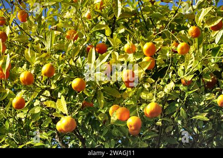 Baumkrone des Mandarinen-Citrus reticulata-Baumes voller reifer, gesunder Früchte Stockfoto