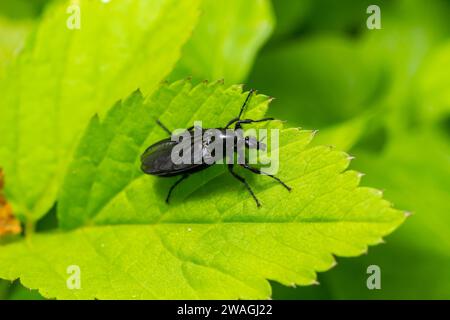 Bibio marci ist eine Fliege aus der Familie Bibionidae, genannt Märzfliegen und Wanzen. Larven dieser Insekten leben im Boden und beschädigten Pflanzenwurzeln. Stockfoto