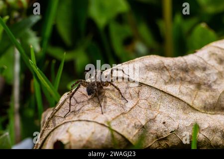 Eine Nahaufnahme einer Pardosa Milvina Spinne auf einem Blatt im Garten. Stockfoto