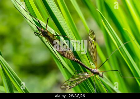 Eine Kranfliege Tipula maxima, die im Frühsommer auf einem Brennnesselblatt ruht. Stockfoto