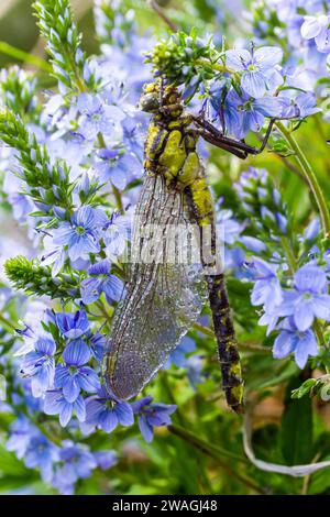 Die Libelle, Gompha vulgaris Gomphus vulgatissimus auf der Pflanze durch das Morgensonnenlicht des Sees im Sommer. Stockfoto