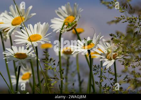 Grüne Grashüpfer Tettigonia viridissima auf einer Blume, Tierwelt, Makro. Stockfoto