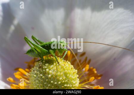 Grüne Grashüpfer Tettigonia viridissima auf einer Blume, Tierwelt, Makro. Stockfoto