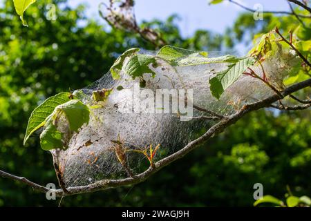 Eine Gruppe von Larven des Vogelkirscherbchens Yponomeuta evonymella verpuppt sich in dicht gepackten gemeinschaftlichen, weißen Netzen auf einem Baumstamm und Ästen zwischen grünen Leven Stockfoto