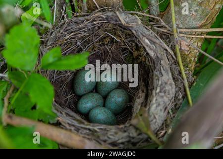 Nest einer Soße mit blauen Eiern auf einem Zweig eines Busches im Frühling. Stockfoto