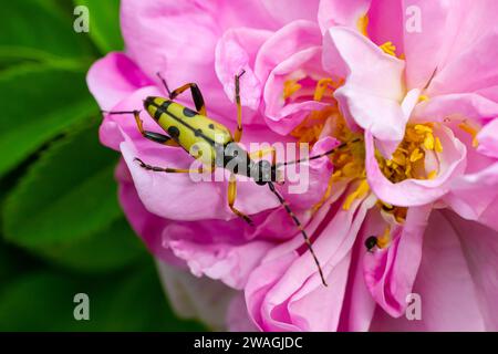 Nahaufnahme eines gepunkteten Longhornkäfers, Leptura maculata auf der rosa Blume, Daucus carota. Stockfoto