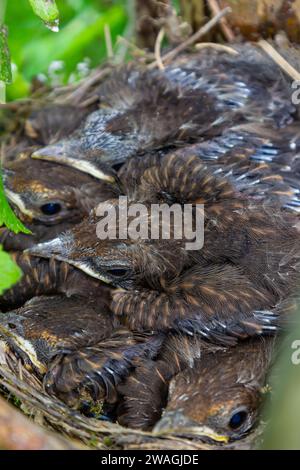 Babyvögel in den Nestvögeln und Nebeldrosseln. Drosseln. Stockfoto